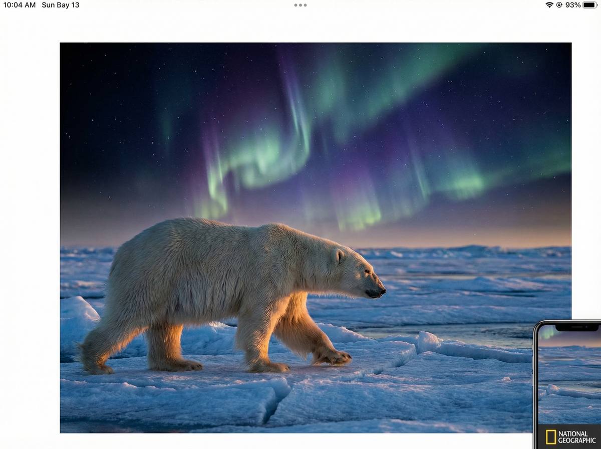 黄片北极熊视频